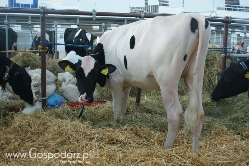 Bydło mleczne na XXV Krajowej Wystawie Zwierząt Hodowlanych