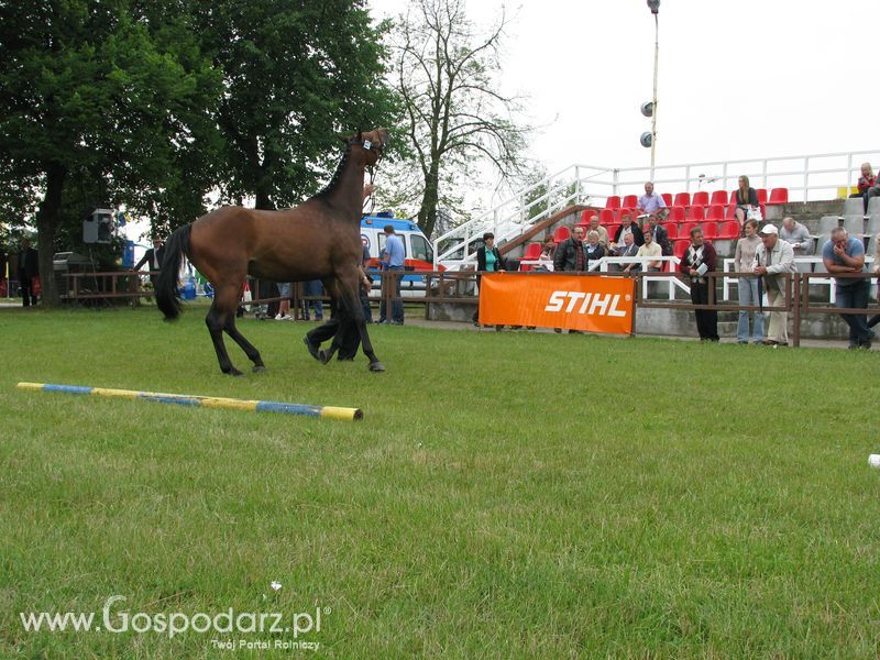 Wystawa Koni Sielinko 2011