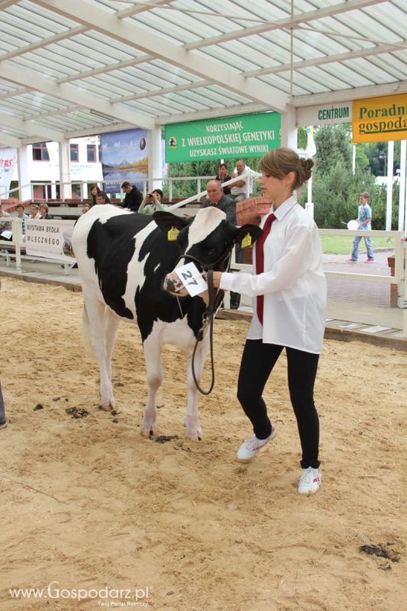 Wystawa bydła Sielinko 2011