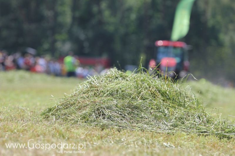 Zielone AGRO SHOW – POLSKIE ZBOŻA 2014 w Sielinku - sobota