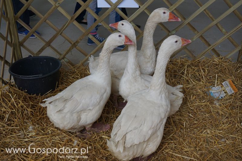 Wystawa zwierząt w Szepietowie