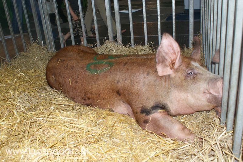 Lochy, knury na XXV Krajowej Wystawie Zwierząt Hodowlanych