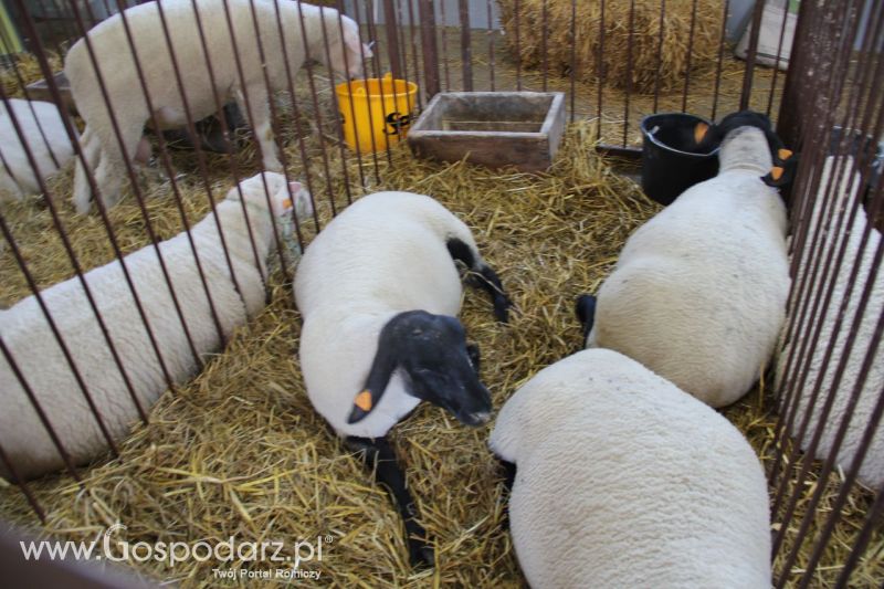 Zielone AGRO SHOW – POLSKIE ZBOŻA 2014 w Sielinku - niedziela