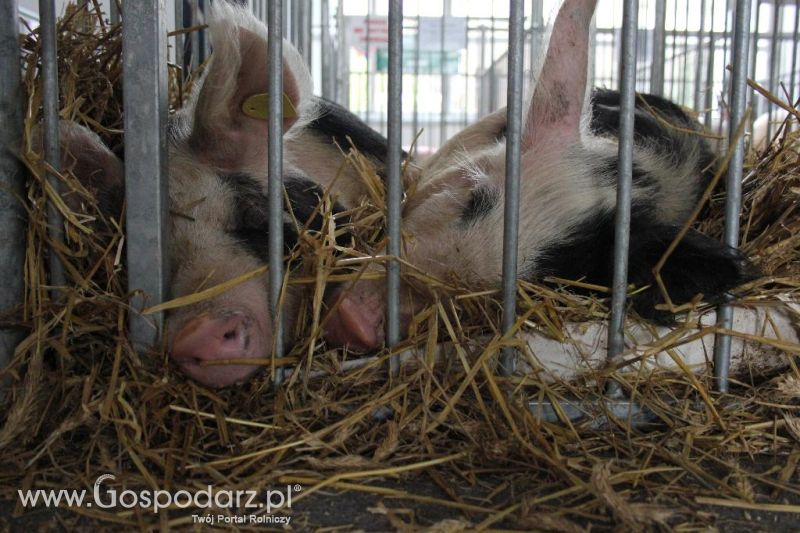 XXVI Krajowa Wystawa Zwierząt Hodowlanych - sobota i niedziela