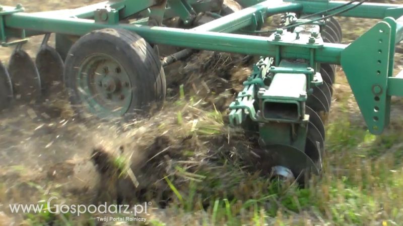 Talerzowane 2013 