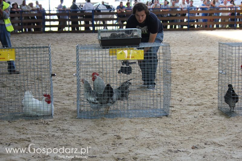 Nagrody - Szepietowo 2012 XIX Regionalna Wystawa Zwierząt Hodowlanych
