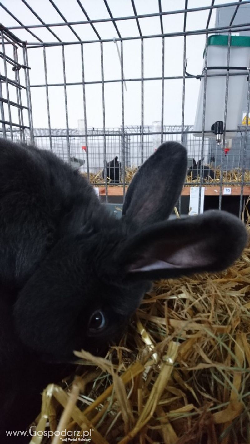 Narodowa Wystawa Zwierząt Hodowlanych 2019