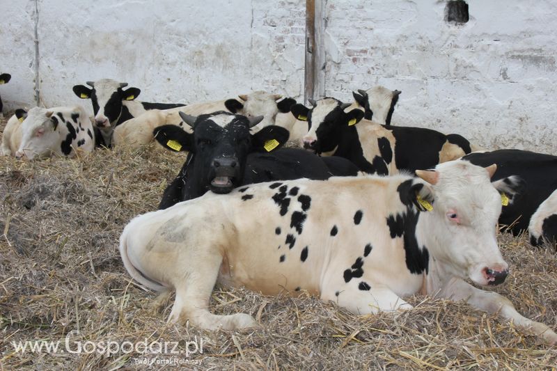 IV Regionalne Targi Rolnicze Gołaszyn – Wiosna 2011 – Galeria