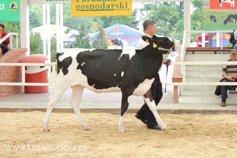 Wystawa bydła Sielinko 2011