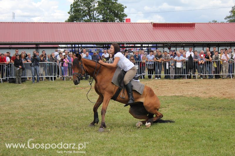XVIII Regionalna Wystawa Zwierząt Hodowlanych i Dni z Doradztwem Rolniczym w Szepietowie - Sobota