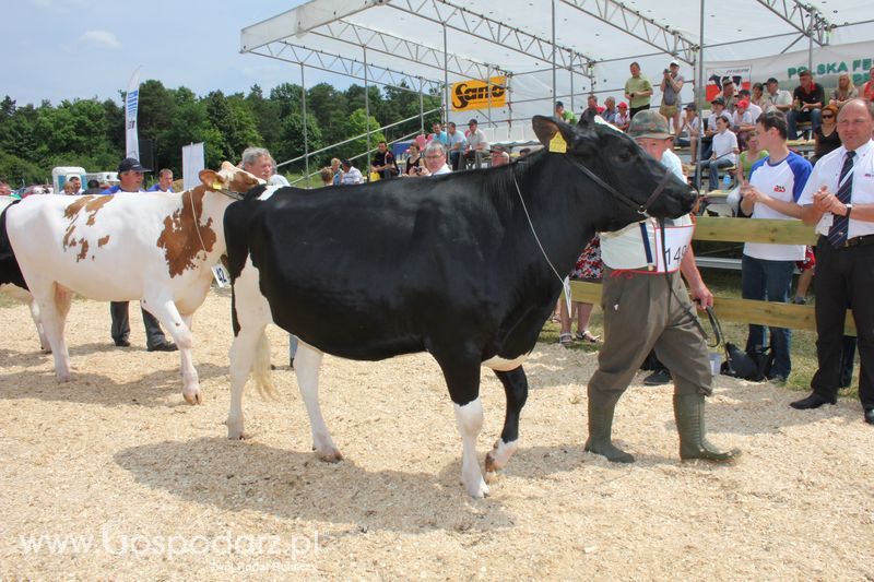 Superchampioni i championi Śląskiej Wystawy Bydła Mlecznego Opolagra 2011