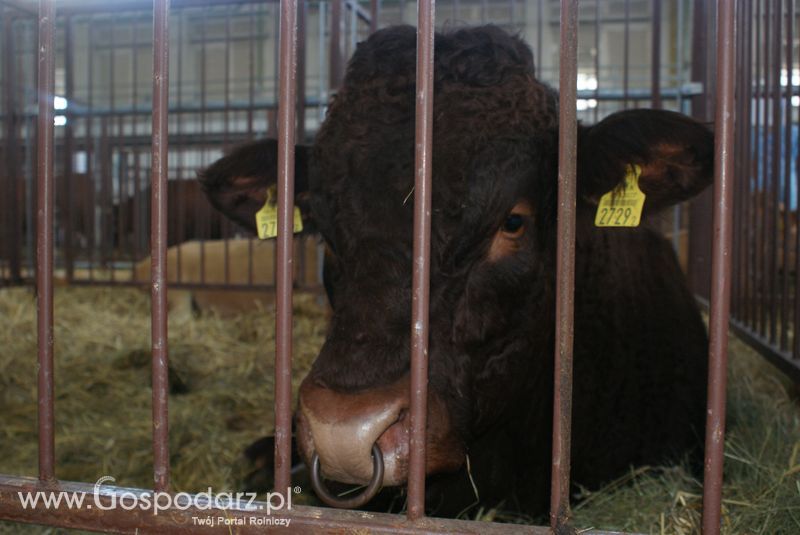 Bydło mięsne na XXV Krajowej Wystawie Zwierząt Hodowlanych