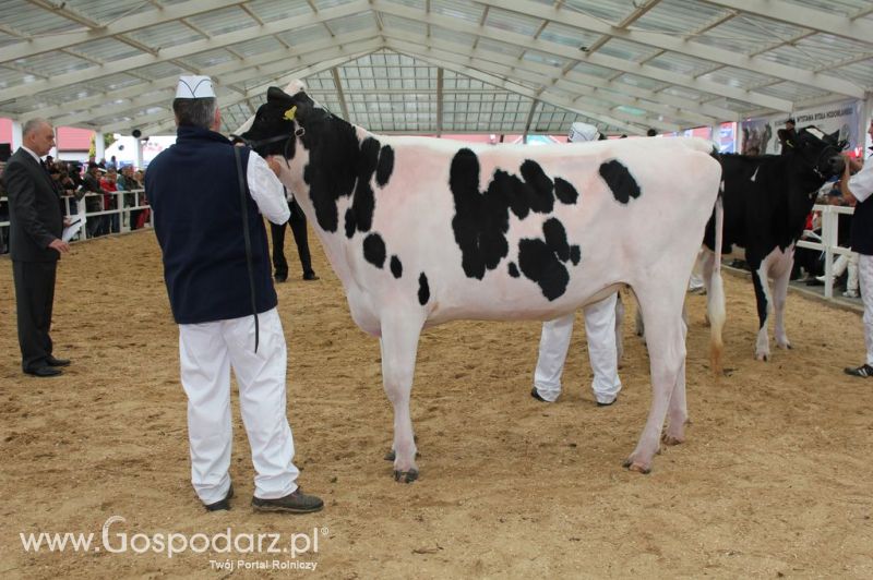 VII Ogólnopolska Wystawa Bydła Hodowlanego - Sielinko 2012
