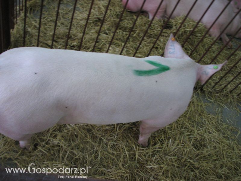 Lochy, knury na XXV Krajowej Wystawie Zwierząt Hodowlanych