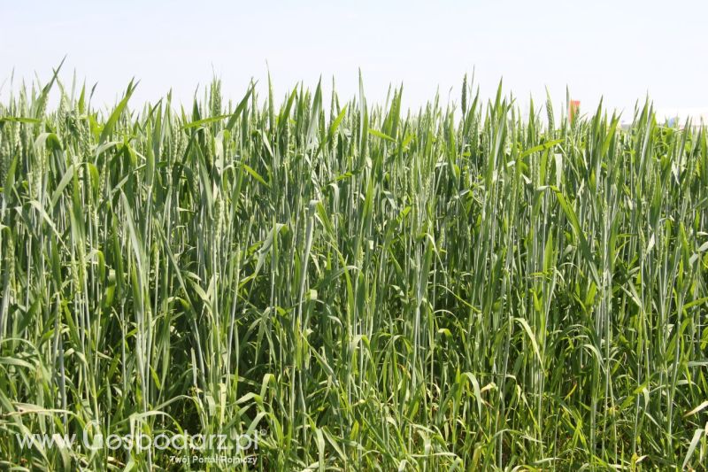 Zielone AGRO SHOW – POLSKIE ZBOŻA 2014 w Sielinku - niedziela