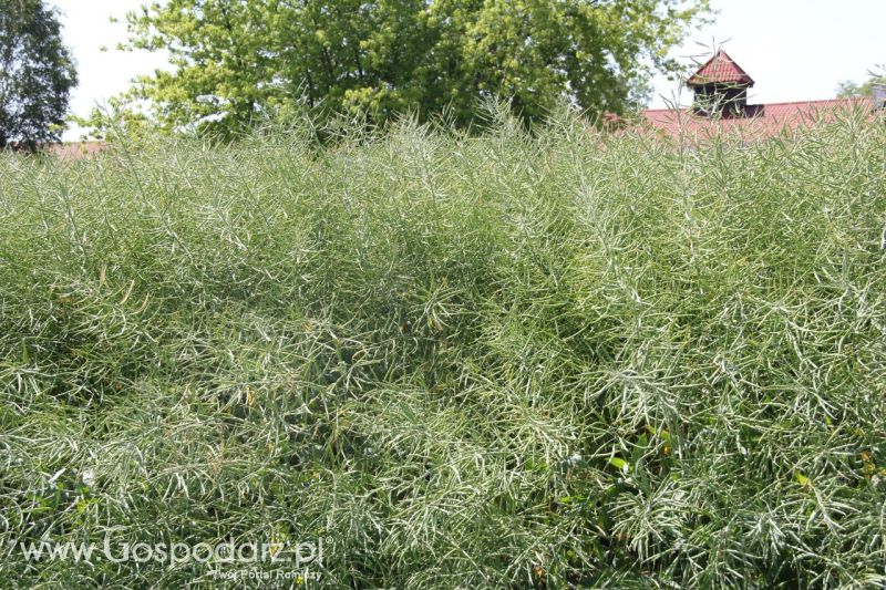 Zielone AGRO SHOW – POLSKIE ZBOŻA 2014 w Sielinku - niedziela