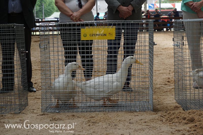 Wystawa zwierząt w Szepietowie