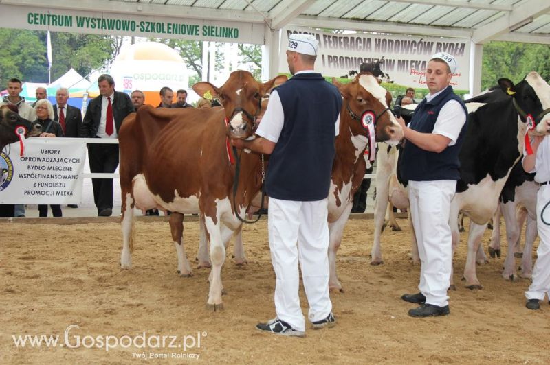 Prezentacja Championów na VII Ogólnopolskiej Wystawie Bydła Hodowlanego w Sielinku 2012