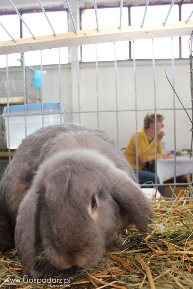 XVIII Regionalna Wystawa Zwierząt Hodowlanych w Szepietowie - niedziela