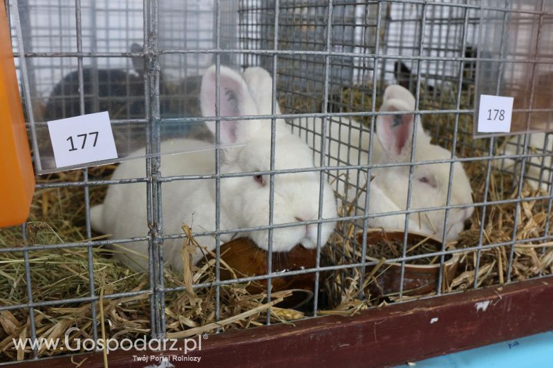 Krajowa Wystawa Zwierząt Hodowlanych w Poznaniu 2017 (piątek, 5 maja)