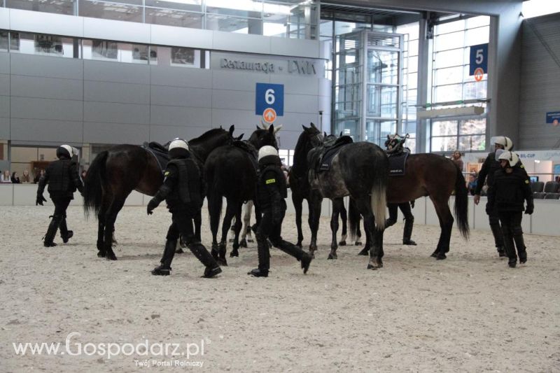 CAVALIADA 2013 w Poznaniu