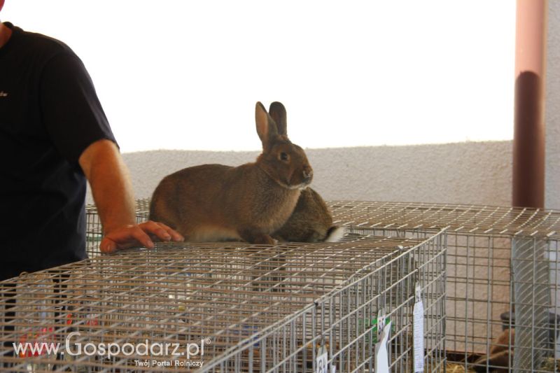 Zielone AGRO SHOW – POLSKIE ZBOŻA 2014 w Sielinku - niedziela