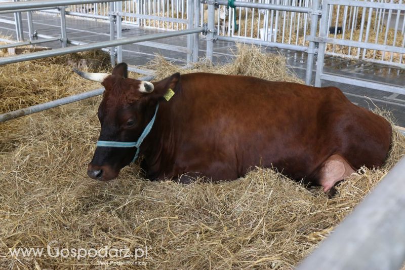 Krajowa Wystawa Zwierząt Hodowlanych w Poznaniu 2017 (niedziela, 7 maja)