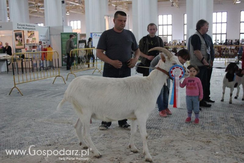 XXVI Krajowa Wystawa Zwierząt Hodowlanych - sobota i niedziela