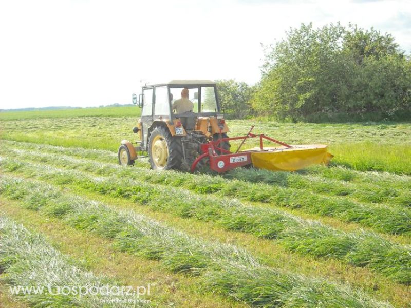 pierwsze sianokosy w roli głownej ursus c330M...