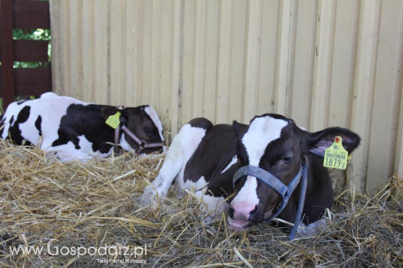 Regionalna Wystawa Zwierząt Hodowlanych i Dni z Doradztwem Rolniczym w Szepietowie-sobota