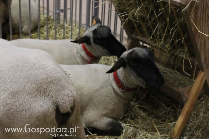 Krajowa Wystawa Zwierząt Hodowlanych w Poznaniu 2017 (sobota, 6 maja)