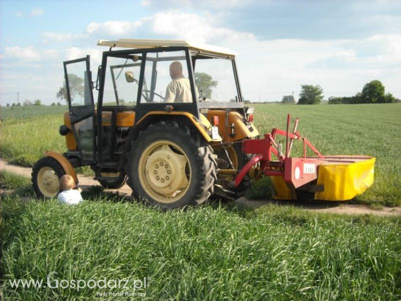 pierwsze sianokosy w roli głownej ursus c330M...
