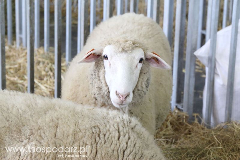 Krajowa Wystawa Zwierząt Hodowlanych w Poznaniu 2017 (piątek, 5 maja)