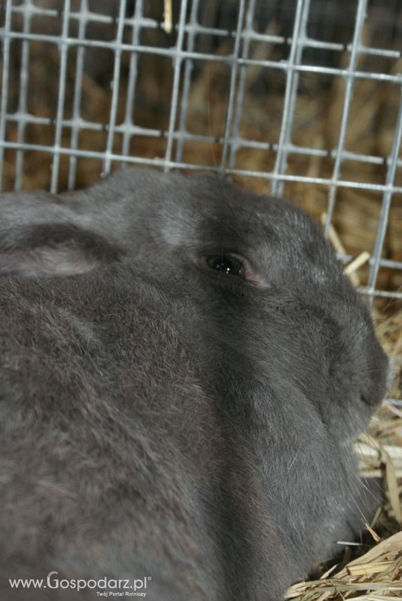 Króliki, nutrie, lisy, norki i inne futerkowe zwierzęta na XXV KWZH