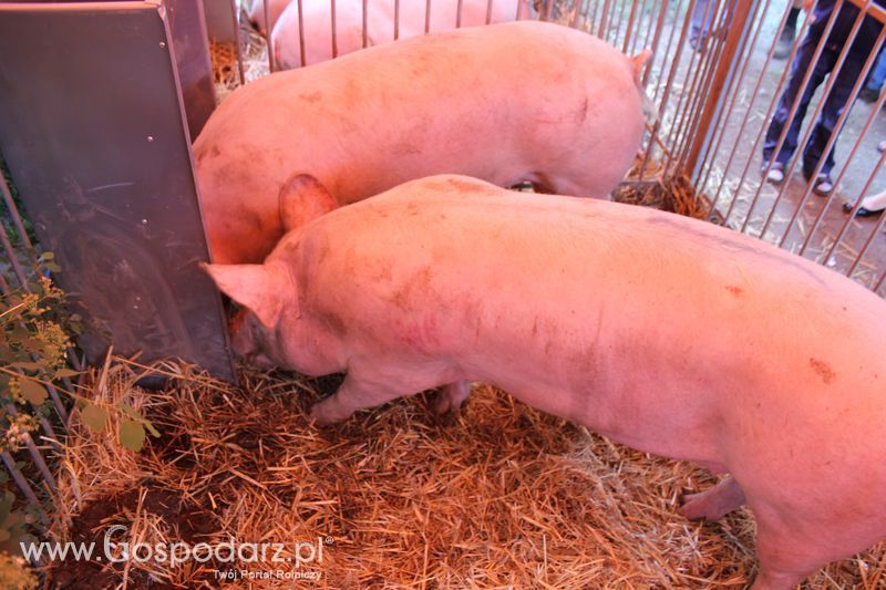  XX Targi Rolnicze Lubniewice