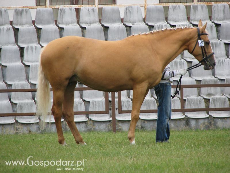 Wystawa Koni Sielinko 2011