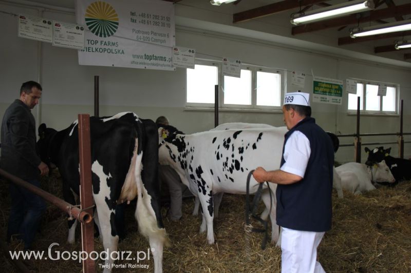 VII Ogólnopolska Wystawa Bydła Hodowlanego - Sielinko 2012
