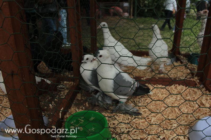 XX Targi Rolnicze Lubniewice - zwierzęta
