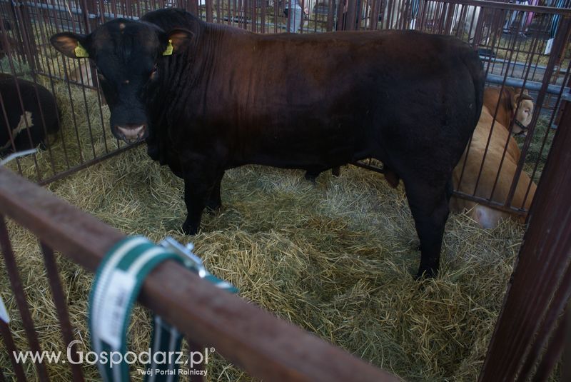 Bydło mięsne na XXV Krajowej Wystawie Zwierząt Hodowlanych