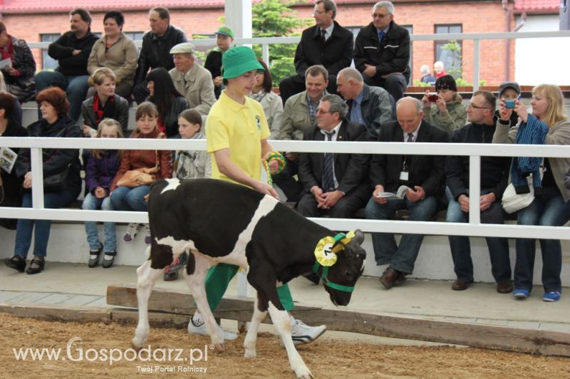 Mali Hodowcy VII Ogólnopolska Wystawa Bydła Hodowlanego w Sielinku 2012