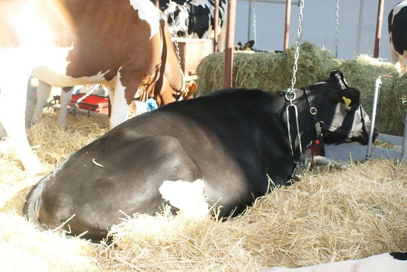 Bydło mleczne na XXV Krajowej Wystawie Zwierząt Hodowlanych