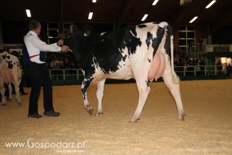 Wystawa  Blickpunkt Rind 2013 w miejscowości Paaren/Glien (Niemcy)