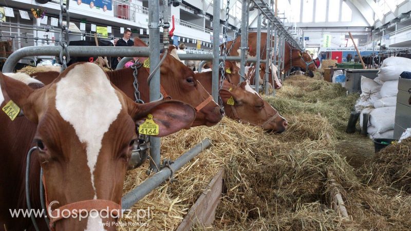 KWZH 2015. Bliskie spotkania ze zwierzętami hodowlanymi