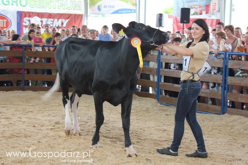 Bydło - Szepietowo 2012 XIX Regionalna Wystawa Zwierząt Hodowlanych