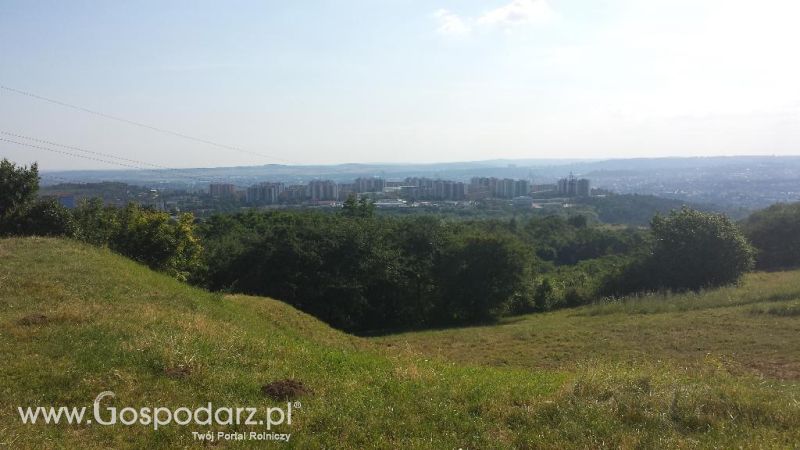 Precyzyjni Gospodarze w Czechach