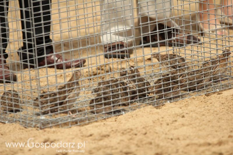 Zielone AGRO SHOW – POLSKIE ZBOŻA 2014 w Sielinku - niedziela