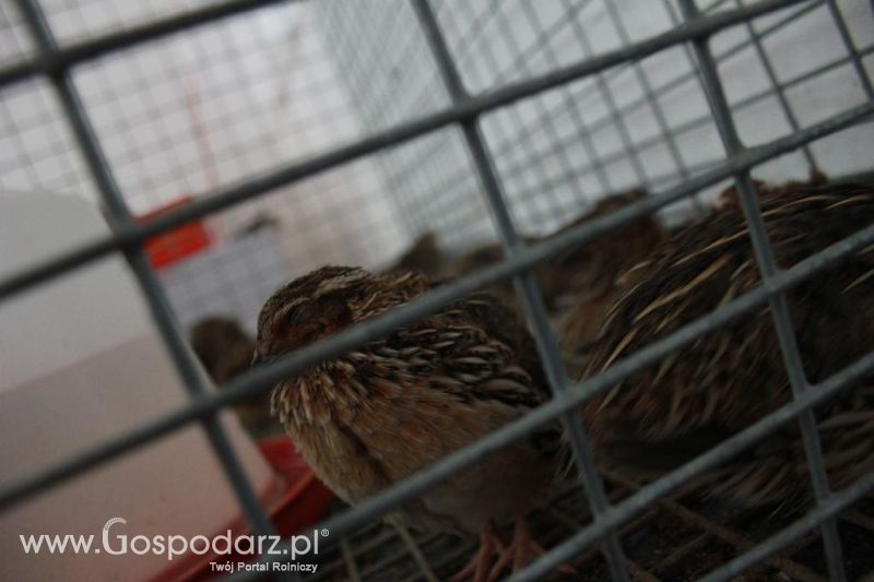 Regionalna Wystawa Zwierząt Hodowlanych i Dni z Doradztwem Rolniczym w Szepietowie-niedziela