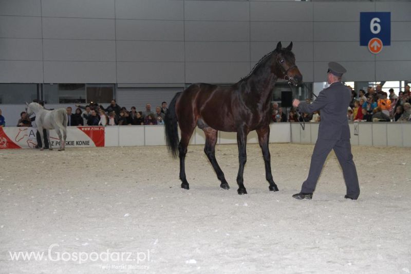 CAVALIADA 2013 w Poznaniu