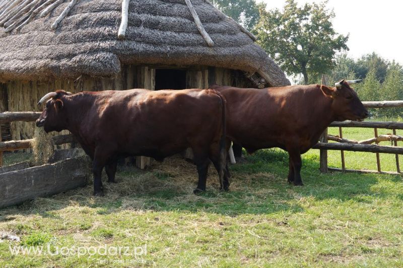 Biskupin - wioska pierwszych rolników