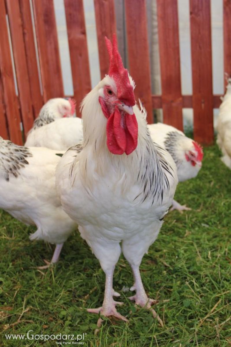 Konferencja Naukowo-Techniczna pt. Innowacyjność w produkcji zwierzęcej - oczekiwania czy konieczność dzień drugi